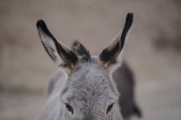 Mindful Relationships: Nurturing Connection and Communication in Partnerships