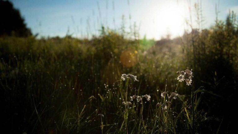 Is There Any Bonus For 11Xplay Reddy Login Password Free Users?